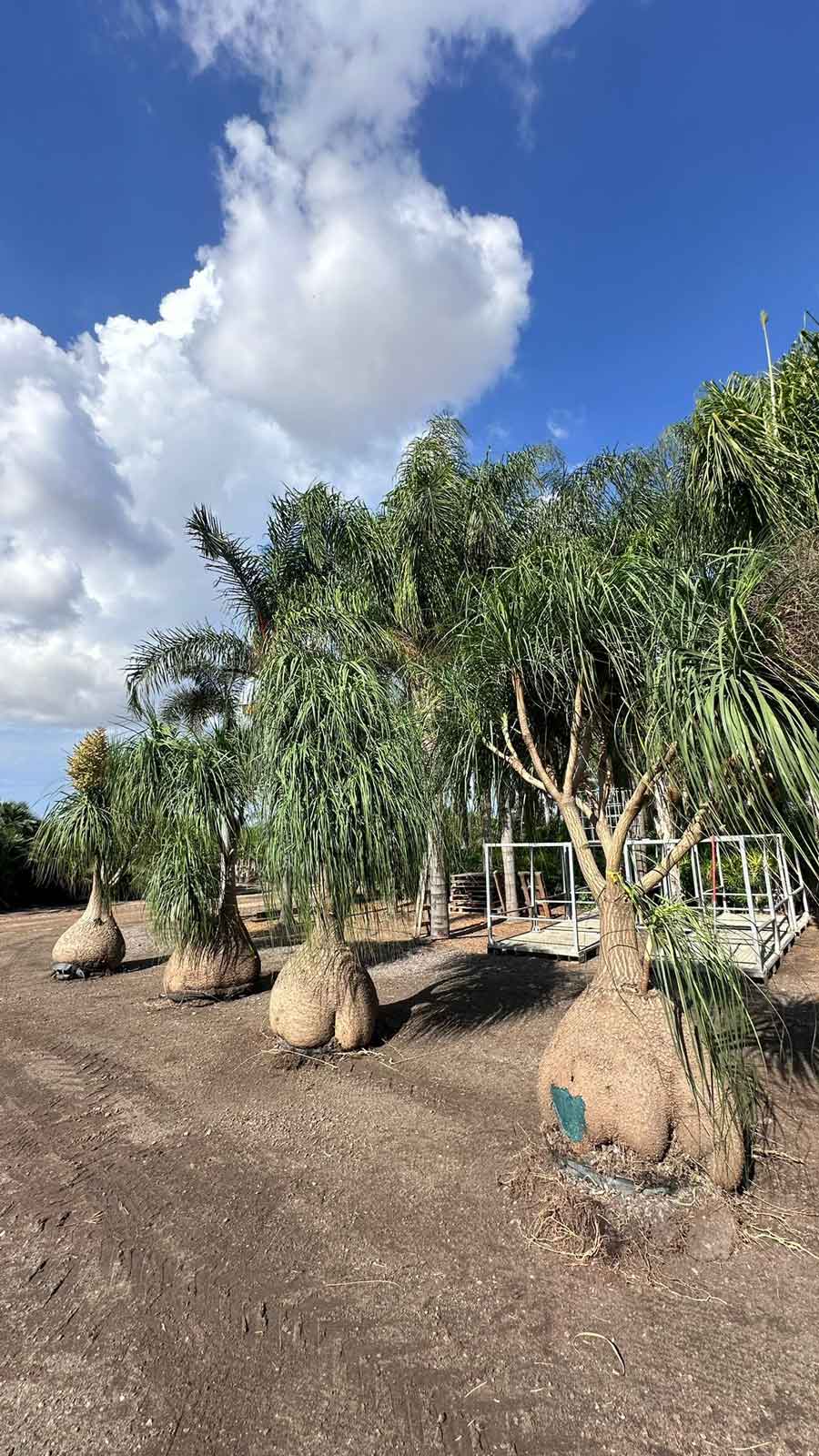 דקלים לשמש מלאה: המדריך המלא לבחירת דקלים המתאימים לאקלים הישראלי החם
