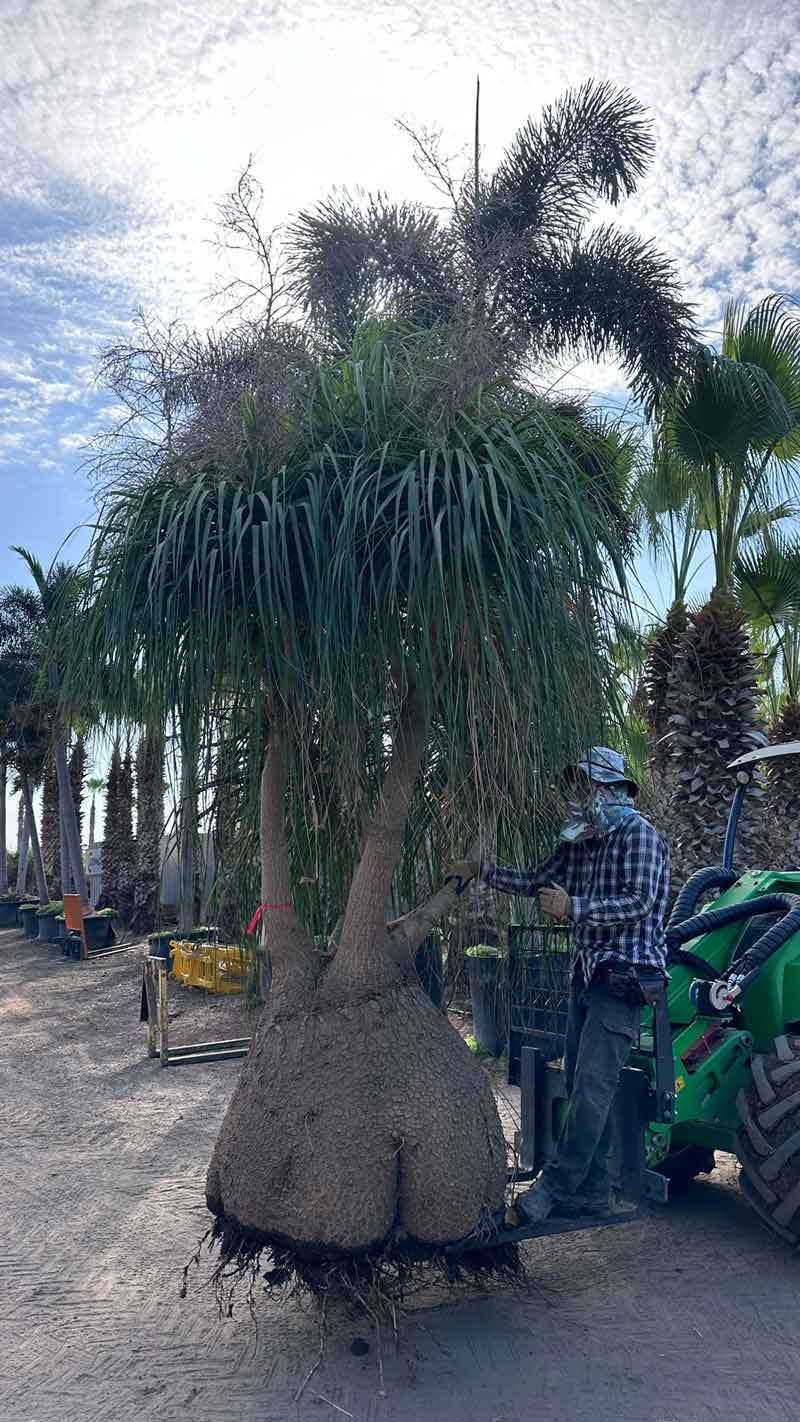 דקלים לשמש מלאה: המדריך המלא לבחירת דקלים המתאימים לאקלים הישראלי החם