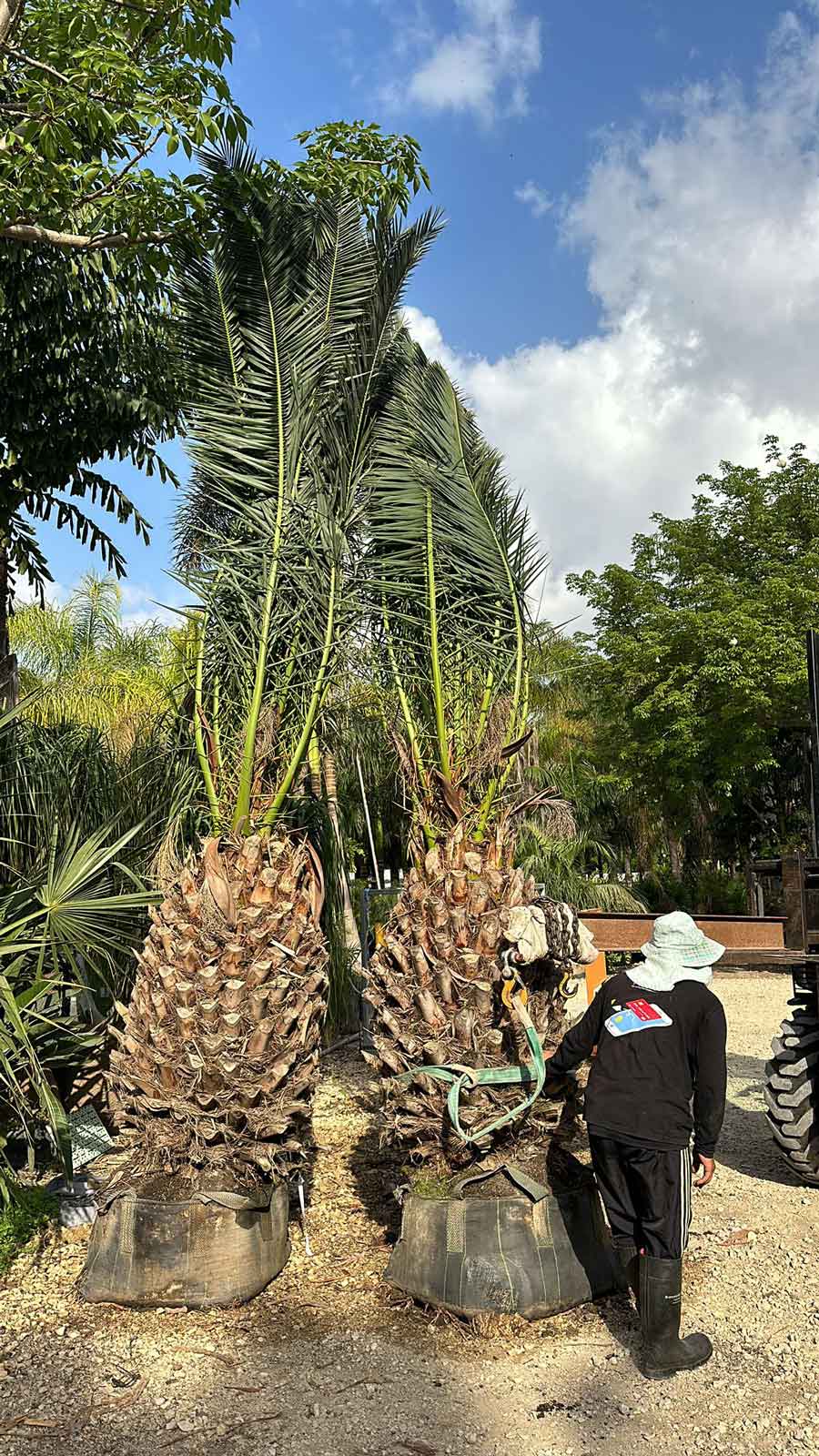 דקלים לשמש מלאה: המדריך המלא לבחירת דקלים המתאימים לאקלים הישראלי החם