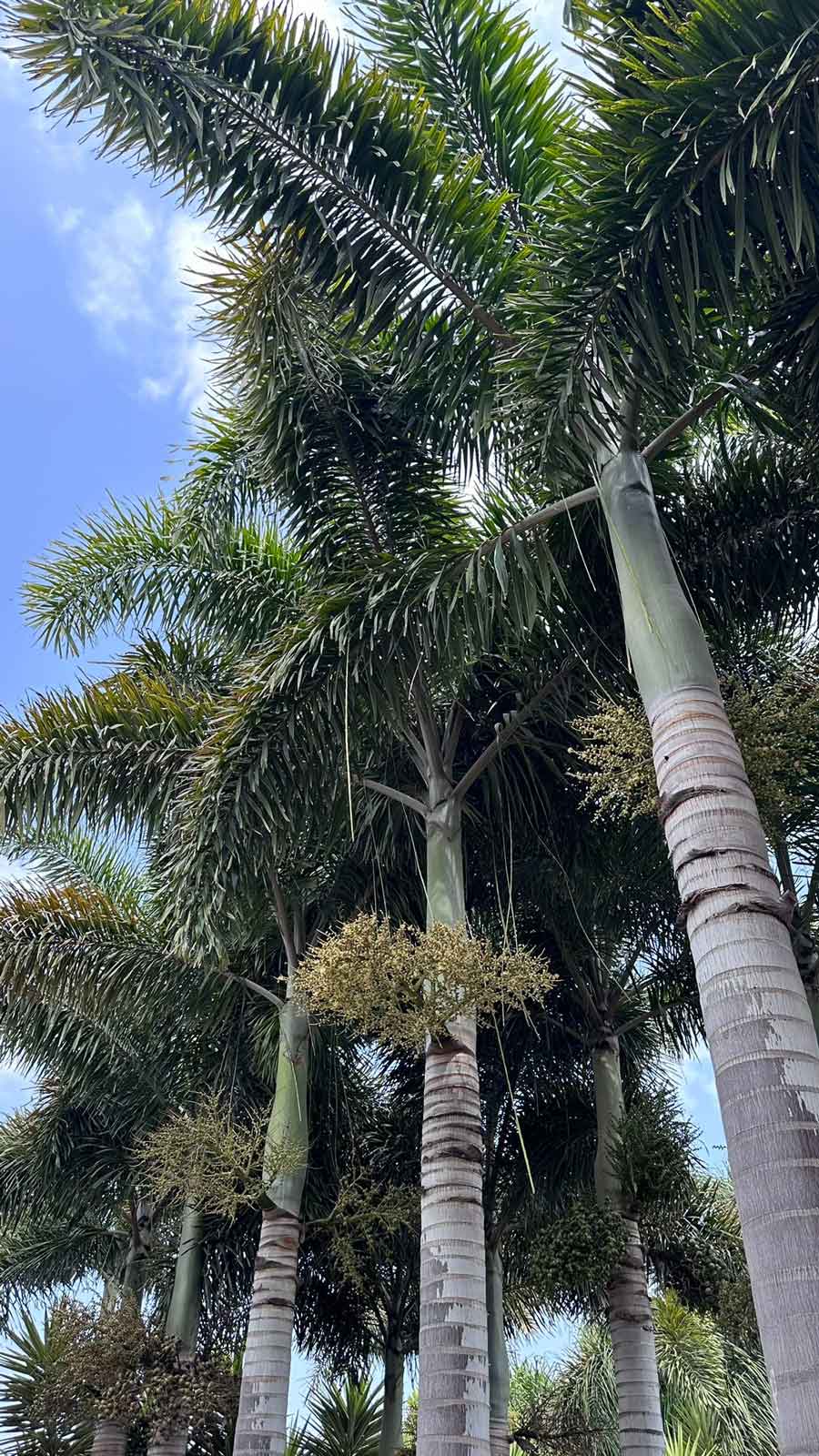 דקלים לשמש מלאה: המדריך המלא לבחירת דקלים המתאימים לאקלים הישראלי החם