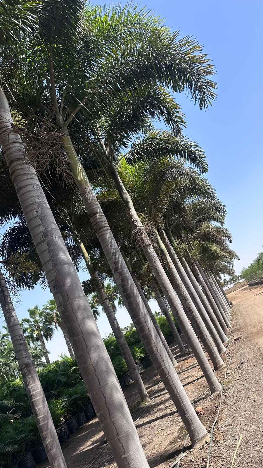 דקלים לשמש מלאה: המדריך המלא לבחירת דקלים המתאימים לאקלים הישראלי החם