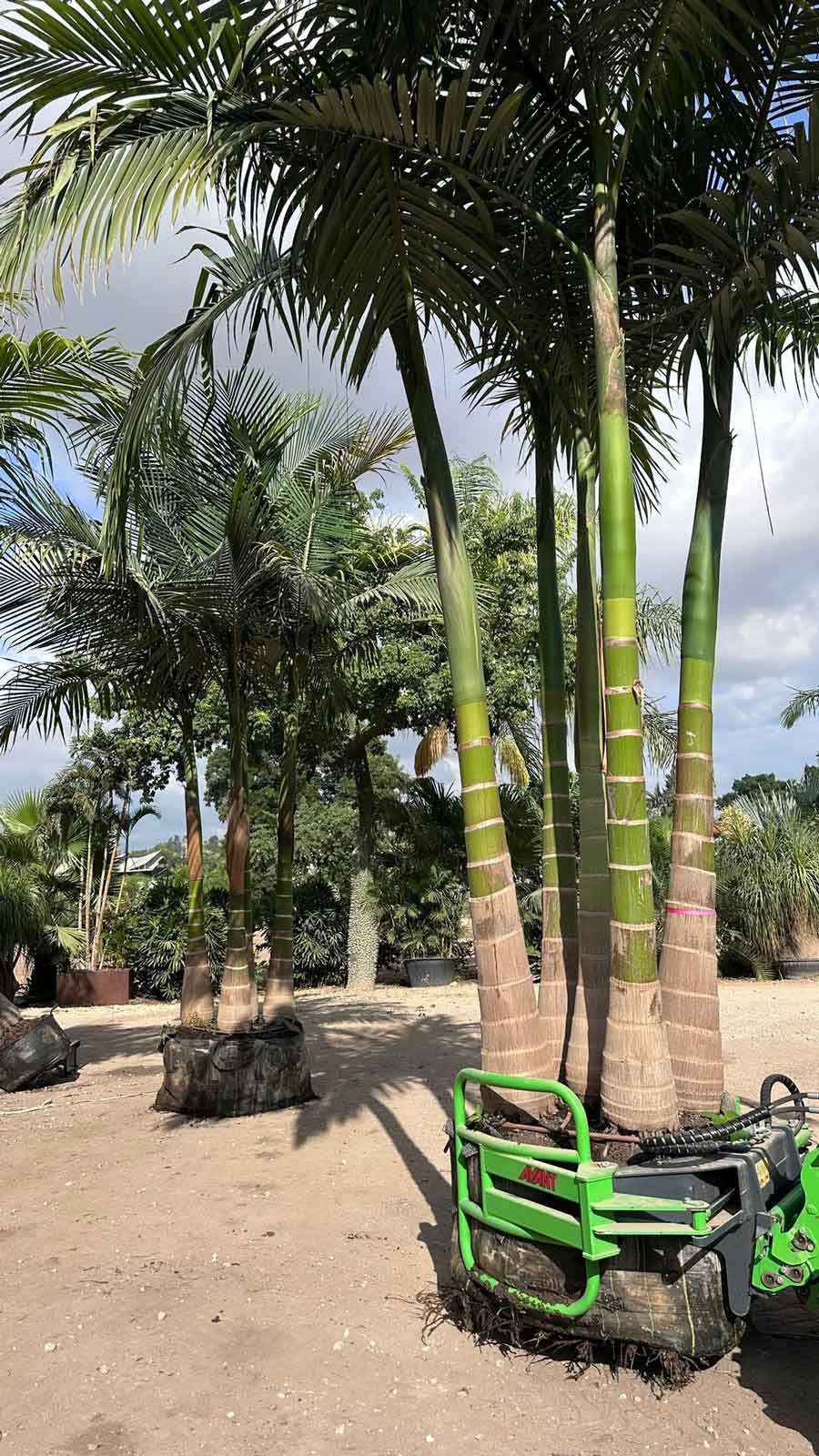 דקלים לשמש מלאה: המדריך המלא לבחירת דקלים המתאימים לאקלים הישראלי החם