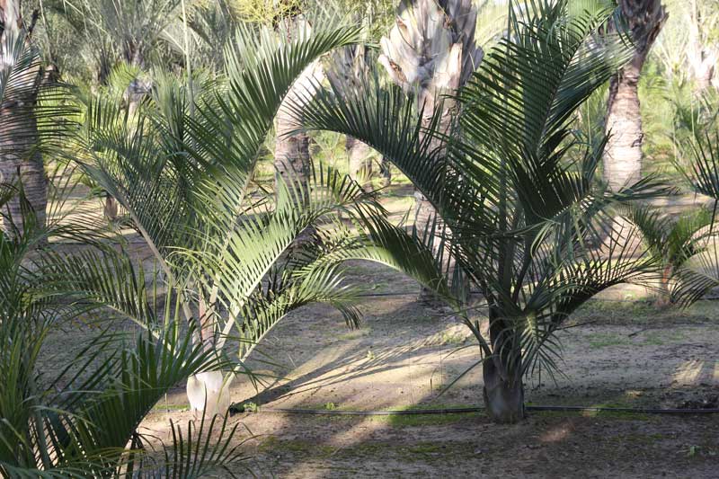 Dypsis-decaryii-4